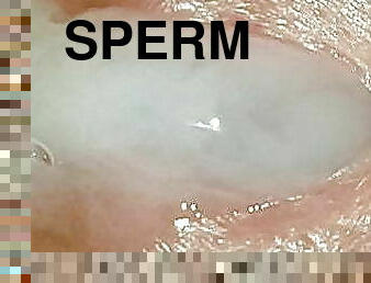 gay, sperma